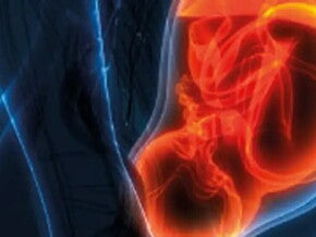 El desarrollo de la microbiota en la etapa prenatal