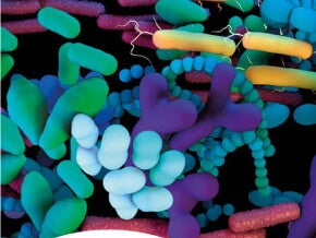 Desarrollo de la microbiota postnatal