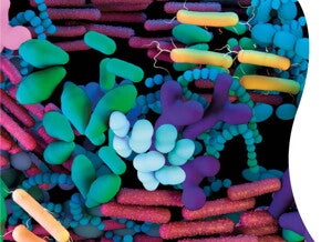 Desarrollo de la microbiota postnatal