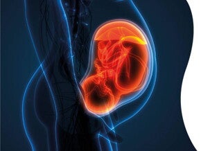 El desarrollo de la microbiota en la etapa prenatal 