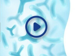 Probiótico L.Confortis 