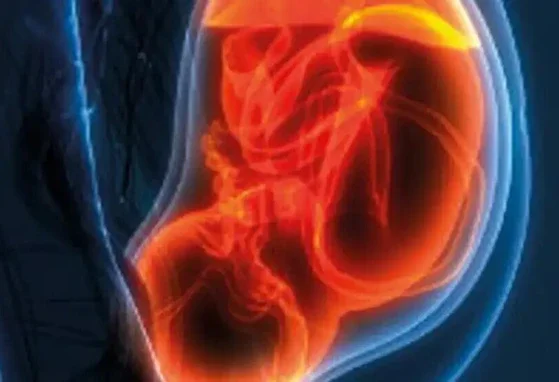 El desarrollo de la microbiota en la etapa prenatal