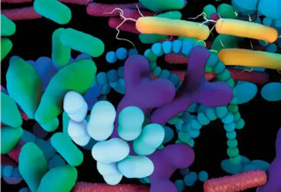 Desarrollo de la microbiota postnatal