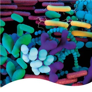 Desarrollo de la microbiota postnatal