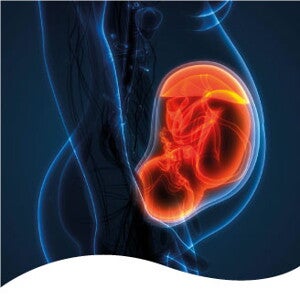 El desarrollo de la microbiota en la etapa prenatal