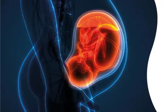 El desarrollo de la microbiota en la etapa prenatal 