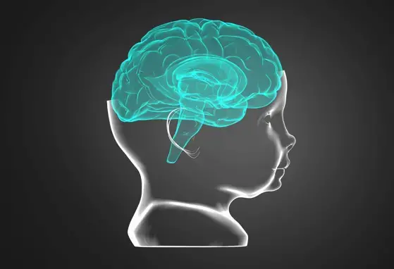 Ilustración del cerebro de un niño en la primera infancia.  