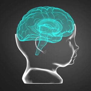 Ilustración del cerebro de un niño en la primera infancia.  