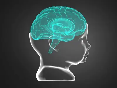 Ilustración del cerebro de un niño en la primera infancia.  