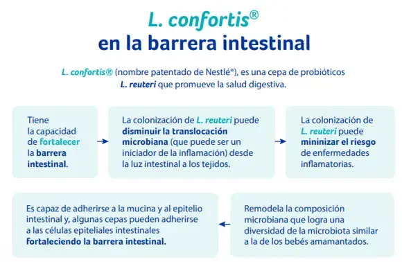 L confortis